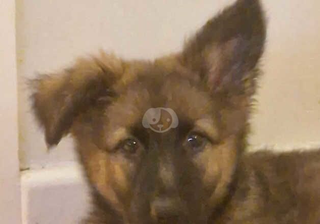 10 week old German shepherd puppy for sale in Stafford, Staffordshire