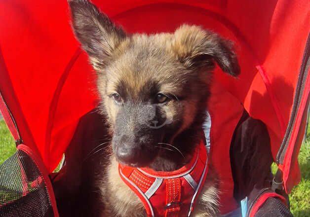 10 week old German shepherd puppy for sale in Stafford, Staffordshire - Image 2