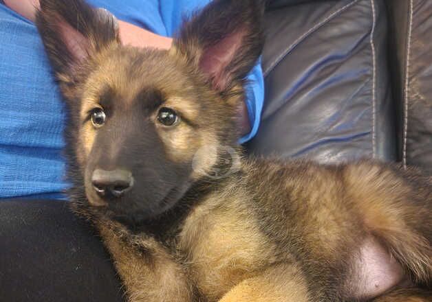 10 week old German shepherd puppy for sale in Stafford, Staffordshire - Image 3