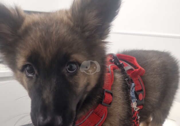 10 week old German shepherd puppy for sale in Stafford, Staffordshire - Image 4