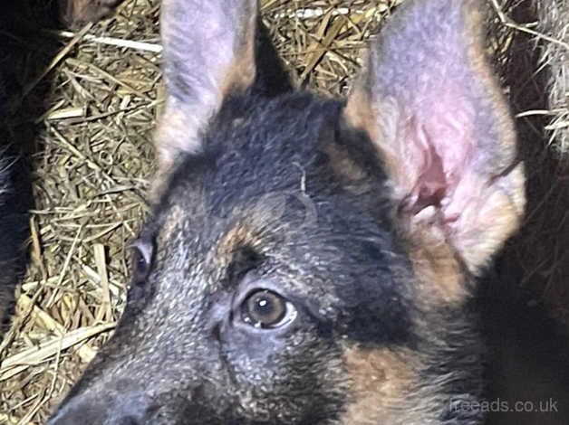 10 week old German Shepherd pups for sale in Llandeilo, Carmarthenshire