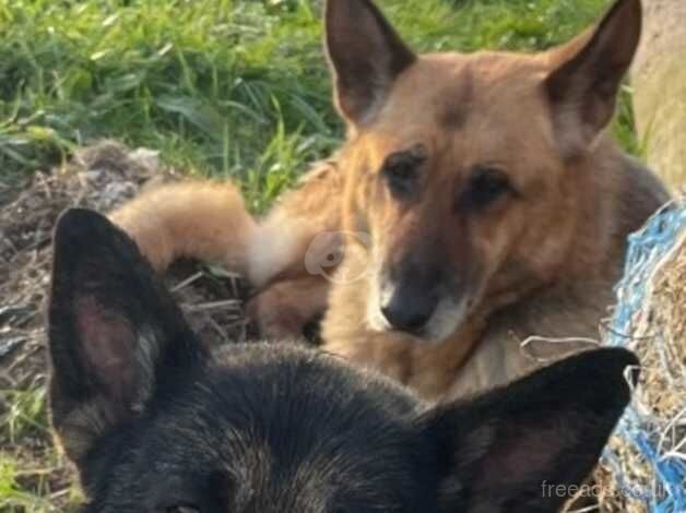 German Shepherd Puppies for sale in Carmarthenshire