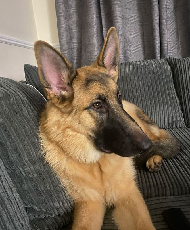11 month male GSD for sale in Maldon, Essex - Image 1