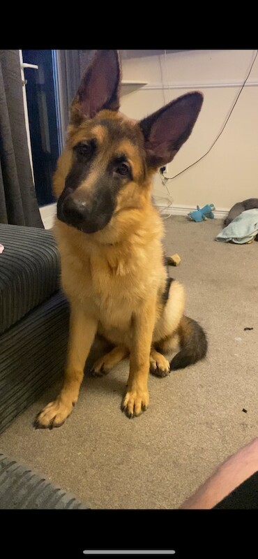 11 month male GSD for sale in Maldon, Essex - Image 2