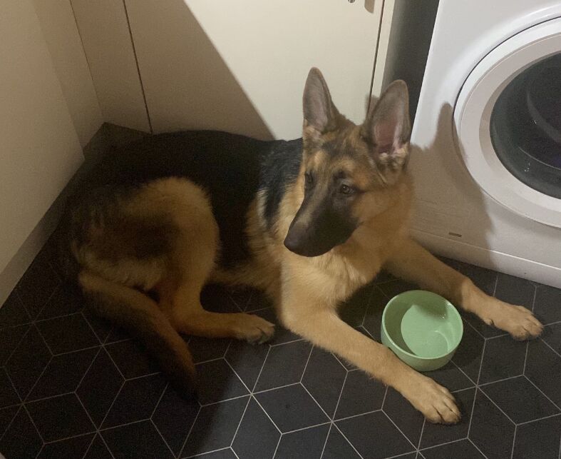 11 month male GSD for sale in Maldon, Essex - Image 5