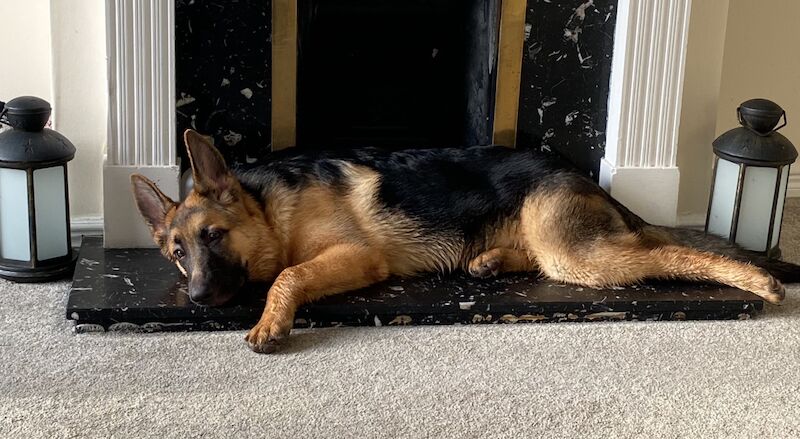 11 month male GSD for sale in Maldon, Essex - Image 6
