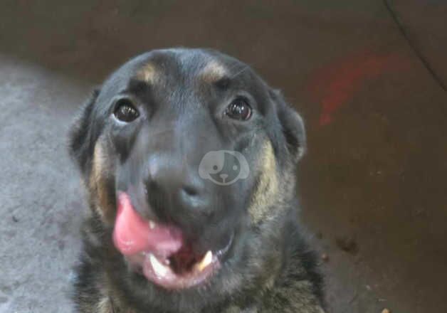 11 month old male for rehome for sale in Sheffield, South Yorkshire - Image 2