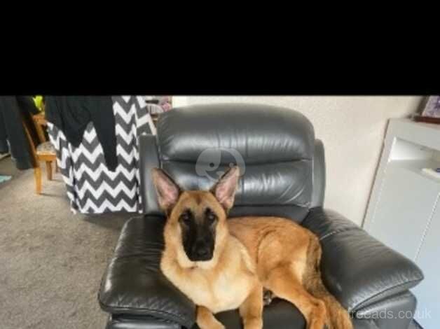 11 month old male German shepherd for sale in Manchester, Greater Manchester - Image 1