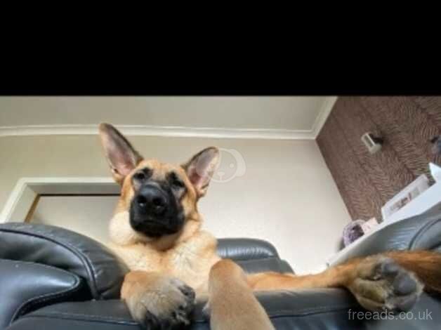 German Shepherds for sale in Manchester, Greater Manchester