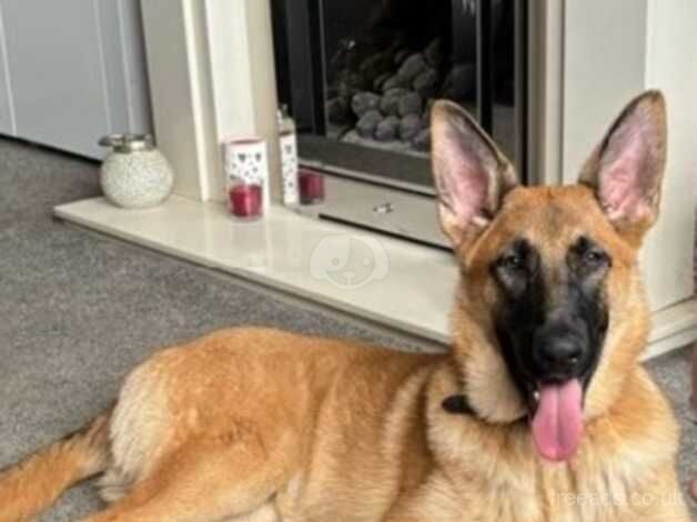 German Shepherd Puppies for sale in Greater Manchester