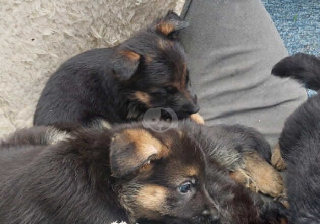 11 purebred german shepherd puppies looking for active owners for sale in Dartford, Kent