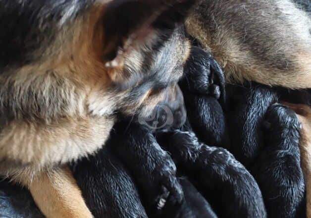 11 purebred german shepherd puppies looking for active owners for sale in Dartford, Kent - Image 2