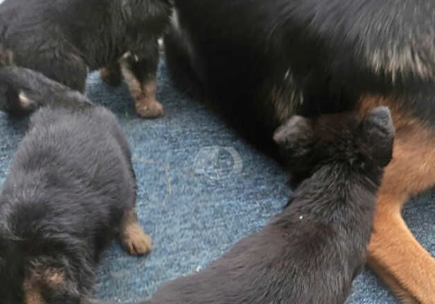 11 purebred german shepherd puppies looking for active owners for sale in Dartford, Kent - Image 3