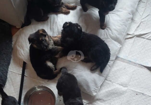 11 purebred german shepherd puppies looking for active owners for sale in Dartford, Kent - Image 5