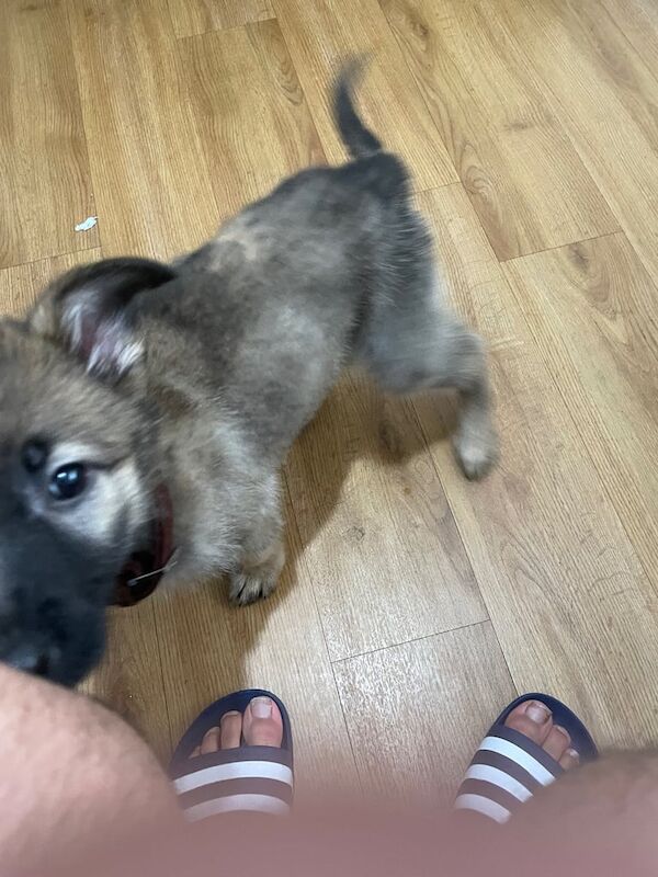 11 Week old Female German Shepherd for sale in Chingford, Greater London