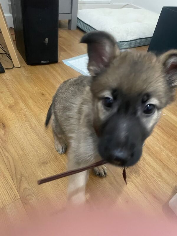 11 Week old Female German Shepherd for sale in Chingford, Greater London - Image 2