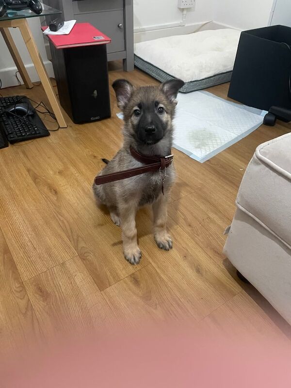 11 Week old Female German Shepherd for sale in Chingford, Greater London - Image 3