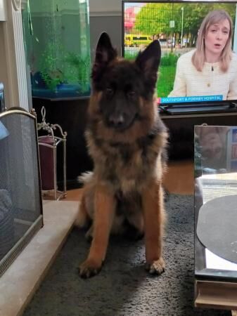 11 weeks old german shepherd pups for sale in Manchester, Greater Manchester