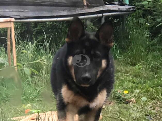 12 month old male German Shephard for sale in Stourbridge, West Midlands