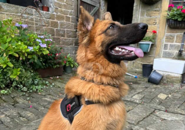 12 months German Shepherd Cross for sale in Sheffield, South Yorkshire