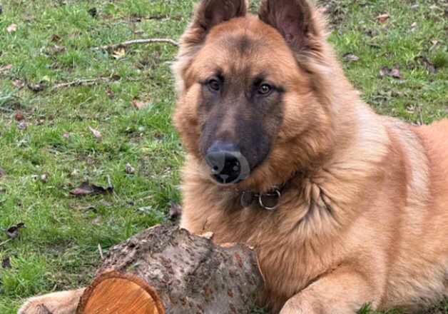 12 months German Shepherd Cross for sale in Sheffield, South Yorkshire - Image 3