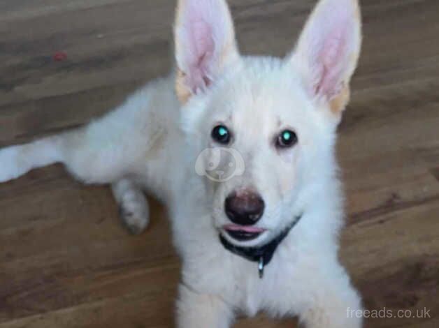 13 week old white german shepherd for sale in Macclesfield, Cheshire