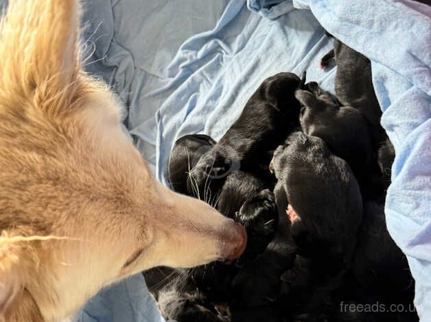 14 German shepherd puppies for sale in Coventry, West Midlands - Image 4