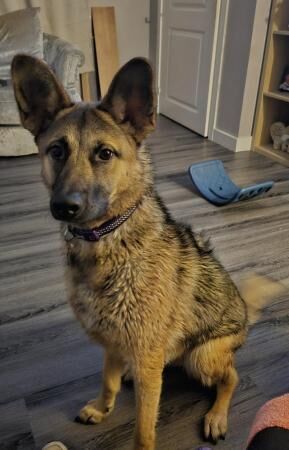 14 month old germand shepherd cross akita for sale in Great Bowden, Leicestershire - Image 4