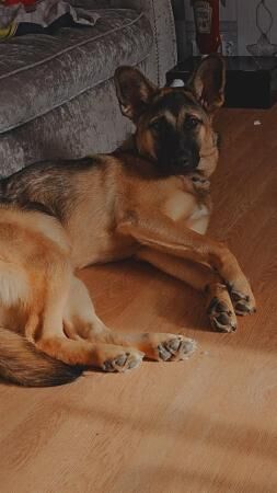 14 month old germand shepherd cross akita for sale in Great Bowden, Leicestershire - Image 5