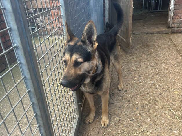 14 months old gsd male short coat family dog for sale in Mansfield, Nottinghamshire