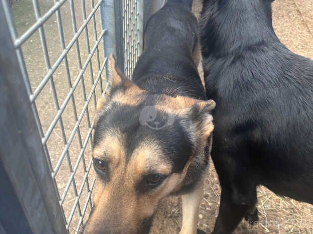 14 months old gsd male short coat family dog for sale in Mansfield, Nottinghamshire - Image 3