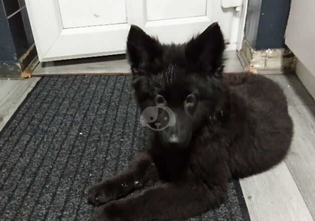 14 week old German Shepherd bitch. for sale in Barnsley, South Yorkshire