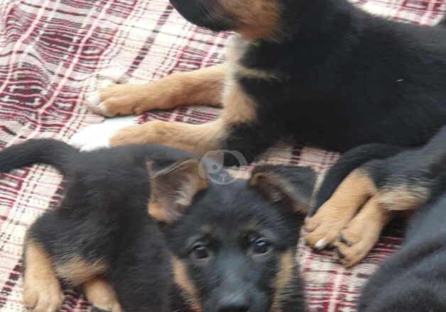 14 week old gsd pupies for sale in Rugby, Warwickshire