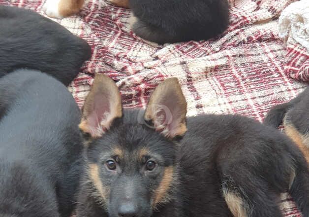 German Shepherds for sale in Rugby, Warwickshire