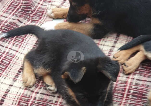 German Shepherd Puppies for sale in Warwickshire