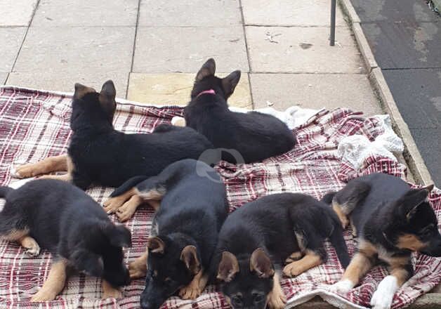 German Shepherd Puppies for sale