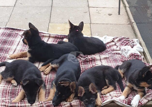 14 week old gsd pupies for sale in Rugby, Warwickshire - Image 5