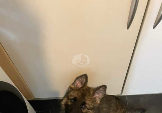 14 week old male German Shepherd for sale in Aylesbury, Buckinghamshire