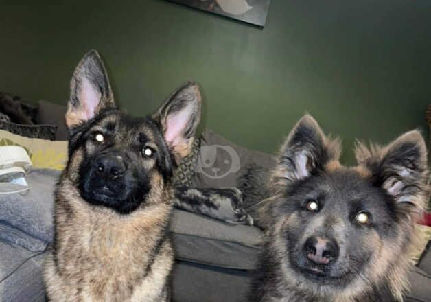 German Shepherd Puppies for sale in Buckinghamshire