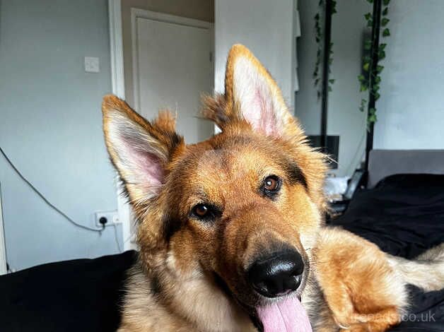 15 month old German shepherd male for sale in Calne, Wiltshire