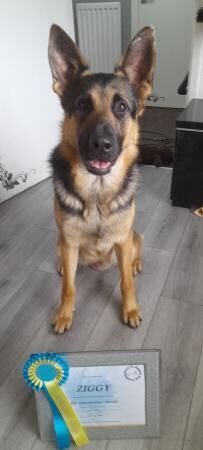 15month old male German shepherd for sale in Sunderland, Tyne and Wear
