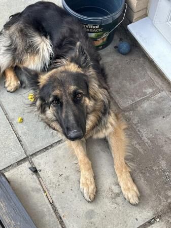 16/17 month old German shepherd girl looking for new home. for sale in Silver End, Essex