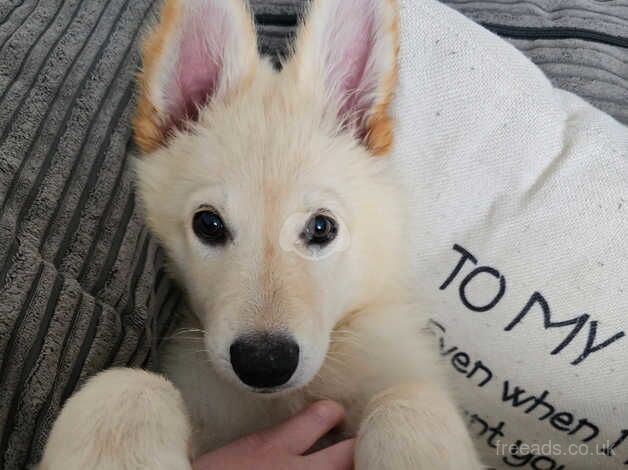 16 week old female german shepherd for sale in Stoke On Trent, Staffordshire