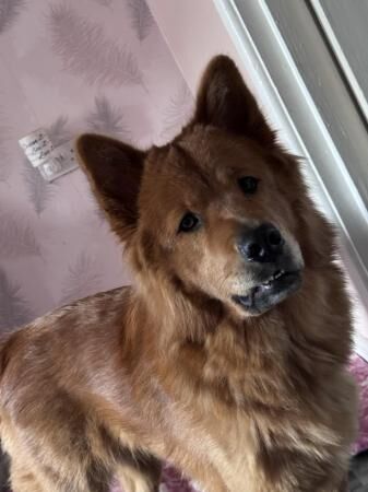 17 months old chow chow x German shepherd needs rehoming for sale in Sinfin, Derbyshire - Image 2