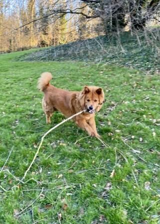 17 months old chow chow x German shepherd needs rehoming for sale in Sinfin, Derbyshire - Image 3