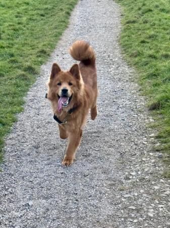17 months old chow chow x German shepherd needs rehoming for sale in Sinfin, Derbyshire - Image 4