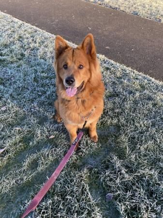 17 months old chow chow x German shepherd needs rehoming for sale in Sinfin, Derbyshire - Image 5