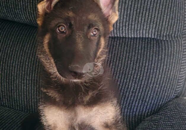 18 weeks old gsd puppy for sale in Ipswich, Suffolk