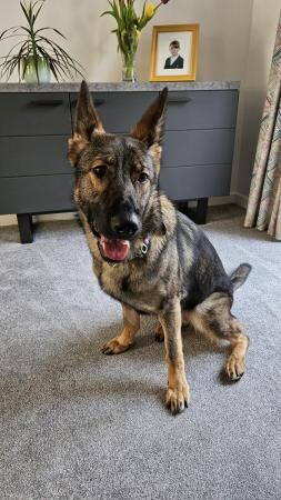 18mth old Czech GSD to rehome for sale in Market Drayton, Shropshire - Image 1
