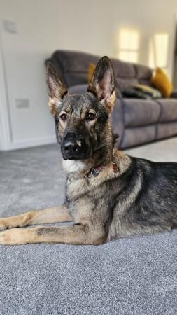 18mth old Czech GSD to rehome for sale in Market Drayton, Shropshire - Image 2